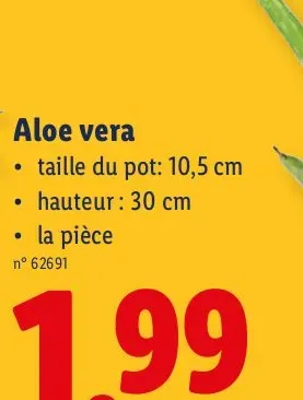Aloe vera