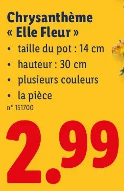 Chrysanthemum "Elle Fleur"
