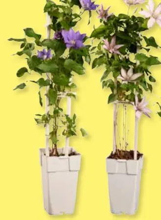 Clematis assortment
