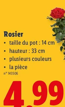 Rose bush